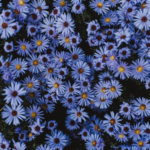 Meet your Posher, Mia